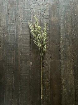 Wilde Asparagus kunsttak 73cm